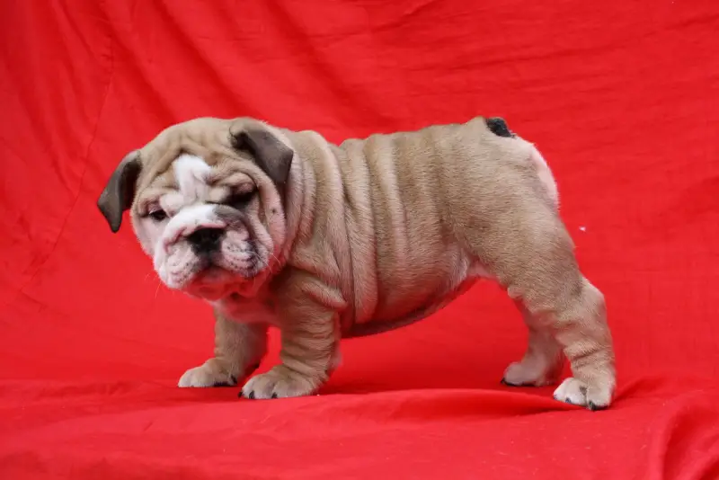 Adorable English Bulldog Puppies For Sale